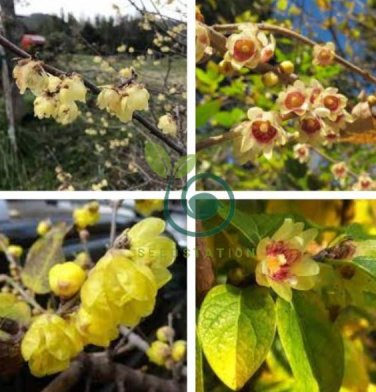 Chinese Flower Wintersweet Fragrant Red Chimonanthus 16 Seeds