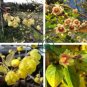 Chinese Flower Wintersweet Fragrant Red Chimonanthus 16 Seeds