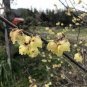 Chinese Flower Wintersweet Fragrant Red Chimonanthus 16 Seeds