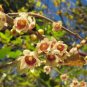 Chinese Flower Wintersweet Fragrant Red Chimonanthus 16 Seeds
