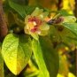 Chinese Flower Wintersweet Fragrant Red Chimonanthus 16 Seeds