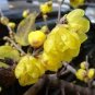 Chinese Flower Wintersweet Fragrant Red Chimonanthus 16 Seeds