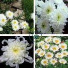 White Chrysanthemum Flower 100 Seeds