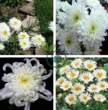 White Chrysanthemum Flower 100 Seeds
