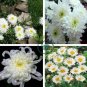 White Chrysanthemum Flower 100 Seeds