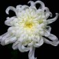 White Chrysanthemum Flower 100 Seeds