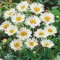 White Chrysanthemum Flower 100 Seeds