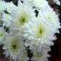 White Chrysanthemum Flower 100 Seeds