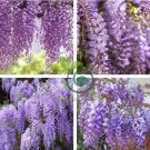 Variety Purple Wisteria Fragrant Flower 200 Seeds