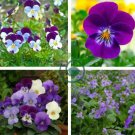Chinese Violet Flower 100 Seeds