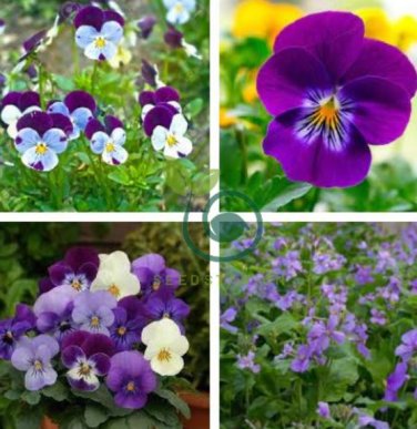 Chinese Violet Flower 100 Seeds