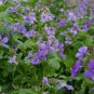 Chinese Violet Flower 100 Seeds