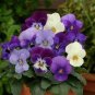 Chinese Violet Flower 100 Seeds