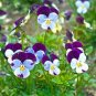 Chinese Violet Flower 100 Seeds