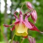 'lantern' Brown Orange Aquilegia Columbine Garden Perennial Flowers 100 Seeds