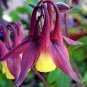 'lantern' Brown Orange Aquilegia Columbine Garden Perennial Flowers 100 Seeds