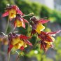 'lantern' Brown Orange Aquilegia Columbine Garden Perennial Flowers 100 Seeds