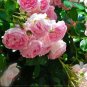 Rose Heirloom Climbing Flower 100 Seeds