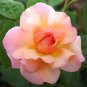 Rose Heirloom Climbing Flower 100 Seeds