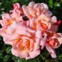 Rose Heirloom Climbing Flower 100 Seeds