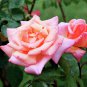 Rose Heirloom Climbing Flower 100 Seeds