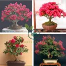 Bonsai Crape Myrtle Tree Red Flowers 60 Seeds