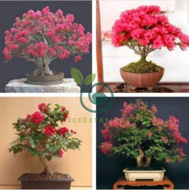 Bonsai Crape Myrtle Tree Red Flowers 60 Seeds