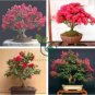 Bonsai Crape Myrtle Tree Red Flowers 60 Seeds
