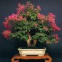 Bonsai Crape Myrtle Tree Red Flowers 60 Seeds