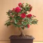 Bonsai Crape Myrtle Tree Red Flowers 60 Seeds