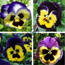 Pansy Seeds Wavy Viola Tricolor Flower 200 Seeds