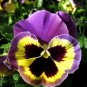 Pansy Seeds Wavy Viola Tricolor Flower 200 Seeds