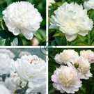 Chinese Peony Mixed 4 Types Fully White Double Petals Flowers 10 Seeds