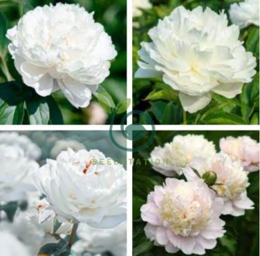 Chinese Peony Mixed 4 Types Fully White Double Petals Flowers 10 Seeds