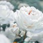 Chinese Peony Mixed 4 Types Fully White Double Petals Flowers 10 Seeds