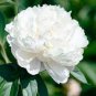 Chinese Peony Mixed 4 Types Fully White Double Petals Flowers 10 Seeds