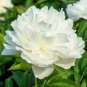 Chinese Peony Mixed 4 Types Fully White Double Petals Flowers 10 Seeds
