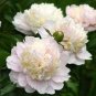 Chinese Peony Mixed 4 Types Fully White Double Petals Flowers 10 Seeds