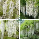 Variety White Wisteria Flower Woody Plant 200 Seeds