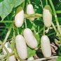Rare Low Acid White Wonder Cucumber 100 Seeds