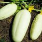 Rare Low Acid White Wonder Cucumber 100 Seeds