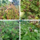 Herbs Plant Tartary Buckwheat Flowers 70 Seeds