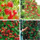 Imported Japanese Red Climbing Strawberry 400 Seeds