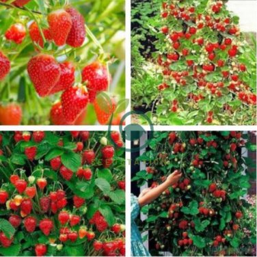 Imported Japanese Red Climbing Strawberry 400 Seeds