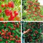Imported Japanese Red Climbing Strawberry 400 Seeds
