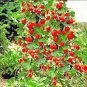 Imported Japanese Red Climbing Strawberry 400 Seeds
