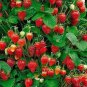 Imported Japanese Red Climbing Strawberry 400 Seeds