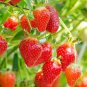 Imported Japanese Red Climbing Strawberry 400 Seeds