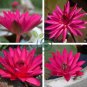 Red Night Water Lily 2 Seeds