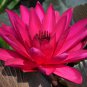 Red Night Water Lily 2 Seeds